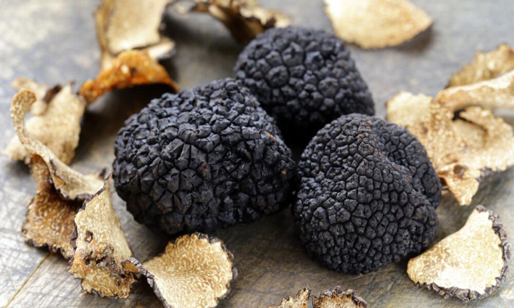 Trufele Moldovei: O Comoară Ascunsă Care Poate Transforma Agricultura